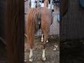 horse after meeting 💦painful prosses😗😗 #shorts #viral #youtube shorts #short #horse