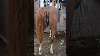 Download lagu horse after meeting 💦painful prosses😗😗 #shorts #viral #youtube shorts #short #horse mp3