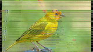 O Canário (Yellow Bird)