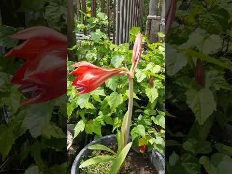 アマリリスの成長を促進し、再び花を咲かせる天然肥料は何ですか?  庭園