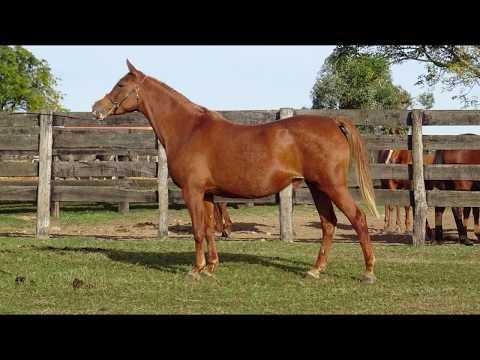 Lote BH MAE ANITA