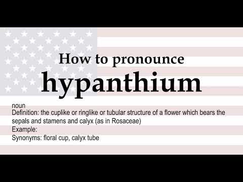 How to pronounce 'hypanthium' + meaning