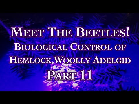 Beetles Battle HWA: Biocontrol for Hemlock (Part 11)