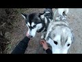 Siberian Husky Mushing Husky Power Tirol Gopro Hero 7 Black Full HD