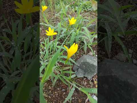 なぜアジサイの黄色の葉には茶色の斑点があり、真菌性疾患を引き起こすのか