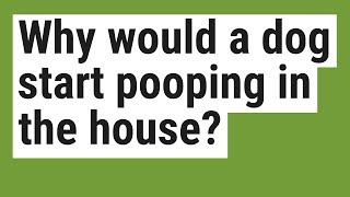 Why would a dog start pooping in the house?