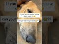 If you ever feel inclined to support a worthy cause,click our link in Bio to donate #dog #stray