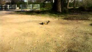 Macchina a scoppio Seben 1:8 Buggy a Capodimonte (VT) - Lago di Bolsena