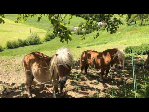 Hotel Garni Schmieder’s Ochsen, Seelbach, Germany