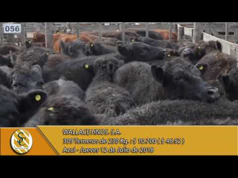 12-07-18 Venta de Machos - Wallace Hnos. S.A. - Azul