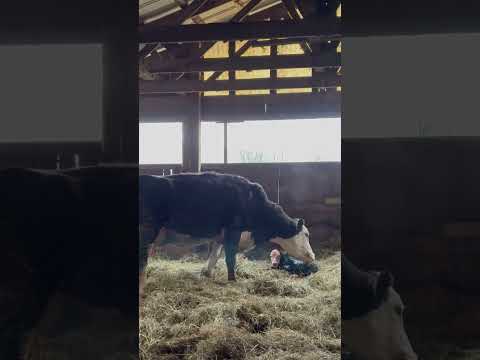 Newborn calf | Moments of Agriculture - Week 10