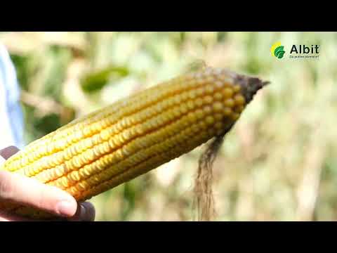 Utilizarea biostimulatorului Albit la cultura de Porumb - testimonial Mihai Budai - Consilier tehnic