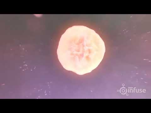 Fetal Development 3D Animation   Infuse Medical