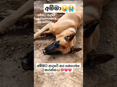 අම්මට ආදරේ අය subscribe ❤️❤️❤️❤️❤️❤️❤️❤️👍