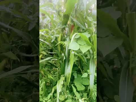 13 de agosto de 2025