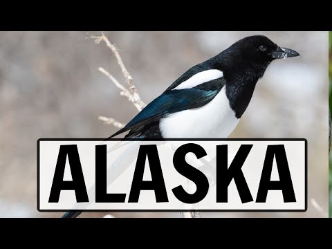 LIVE Bird Feeder Camera - North Pole, Alaska