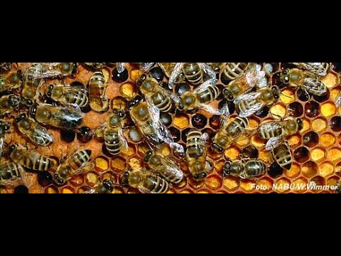 , title : 'Der Imker - eine Reise in die faszinierende Welt der Bienen'