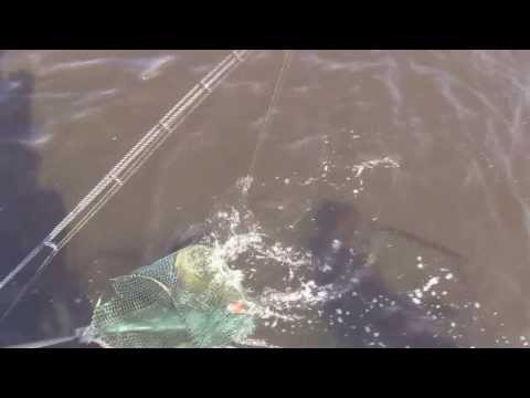 Opastusvideo - Kesähaukea heittoperholla - Tekniikat - Spintube - Eumer