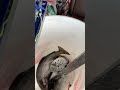 Video Thumbnail for 1st Class Seats Jaw Jacked Rainbow Trout