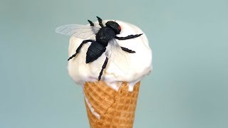 FLY IN ICE CREAM!