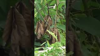 Download lagu Pikat Ciblek Alang Alang Pakai Suara Pikat Mp3 Hp #shorts mp3