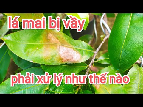 Xử lý khi cây mai dư đạm cháy lá/ LRTV