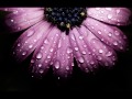 Earl Klugh  ✿ Laughter In The Rain - Song to Remember Earl Klugh  ✿ Laughter In The Rain