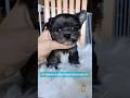 Morkie dogs for sale: Rare Merle Maui - Video 2