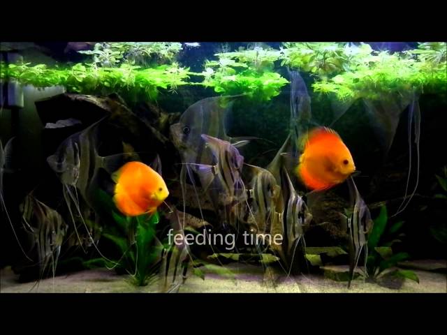 eMWu's Pterophyllum Altum and Discus fish aquarium - 2nd HD video