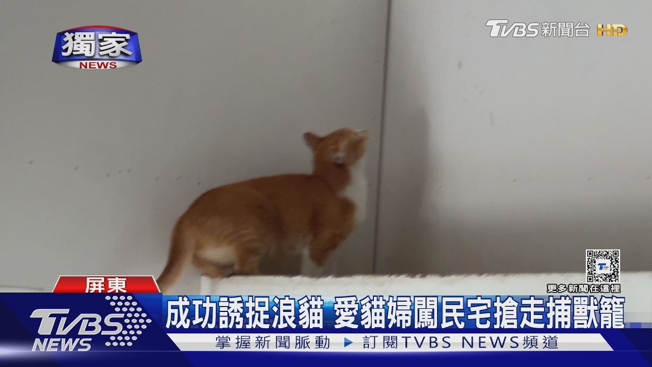 成功誘捉浪貓!愛貓婦闖民宅搶走捕獸籠 住戶喊告