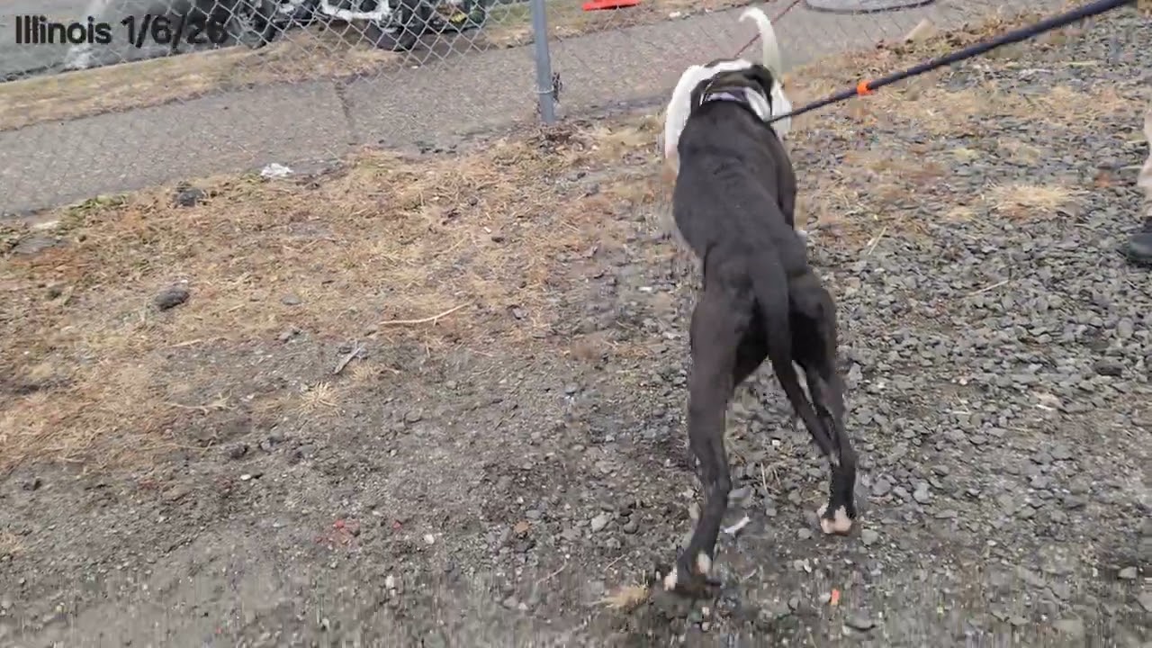 Illinois, a ADOPTABLE Pit Bull Terrier in Trenton, NJ video 4/4
