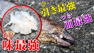 GO!GO!九ちゃんフィッシング 堤防ウツボ釣りに初挑戦！