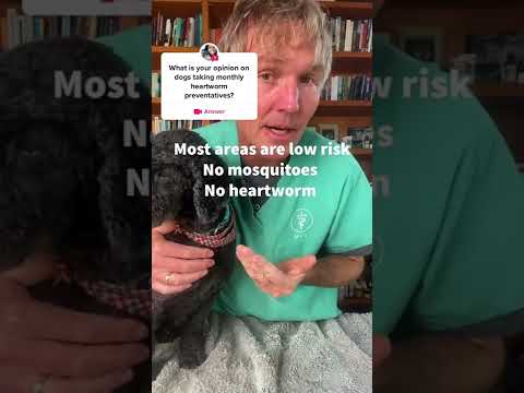 Is Heartworm Medicine for Dogs Necessary?