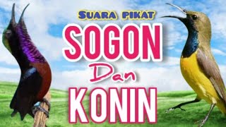 Download lagu SUARA PIKAT SOGON DAN KONIN (Kolibri Ninja)Volume  Jernih mp3