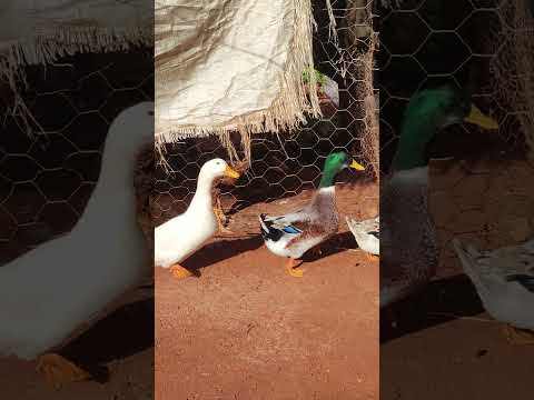 pata na zona rural Santa Juliana Minas gerais 🦢🪿🪿