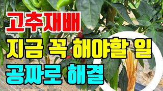 쓰러진고추 세워주면 통풍이 잘되서 잘 익지요.집에있는걸로 간단하게 세워요