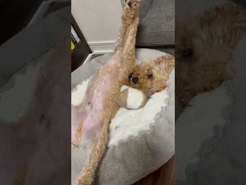 経営学科 へそ天で寝るトイプードル13ヶ月　 #toypoodle #トイプードル