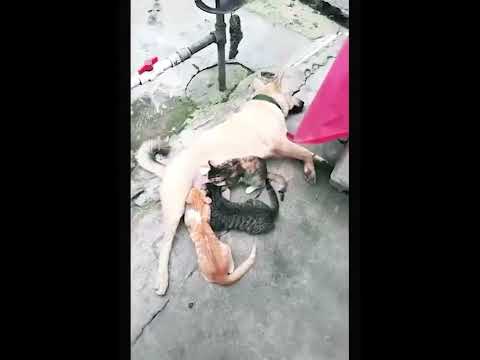 funniest animal videos of 2022 - funny golden retriever dogs and cutest golden puppies  V.18482 #fu
