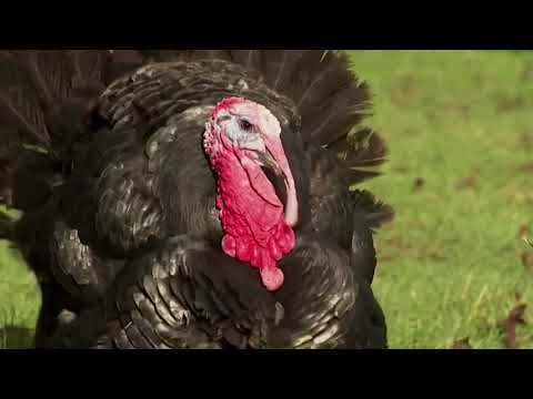 The challenge to get Christmas turkeys on tables