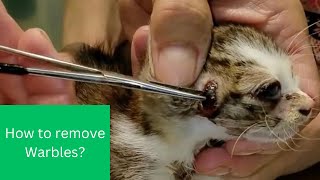 Keep Your Cat🐈 Happy and Healthy: Understanding Identifying and Treating Warbles in Cats!