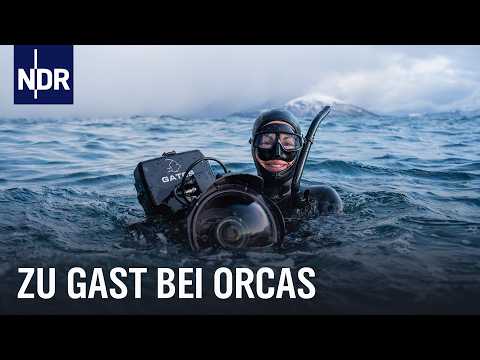 Unter Orcas: Tauchen mit den Jägern der Meere – mit Sarah Connor | NDR Doku