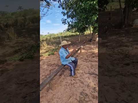  Sítio do Tio Izaulino em Novo Horizonte, Mato Grosso do Norte .