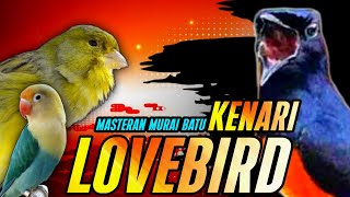 Download lagu kenari vs lovebird mp3