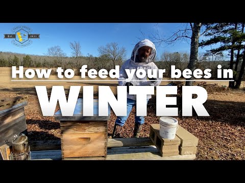 , title : 'Winter Feeding Tips for your honeybees 🐝 - How to feed your bees in the winter without wasting heat!'