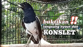 Download lagu Kacer konslet TARUNG ampuh untuk PANCINGAN KACER supaya mudah KONSLET mp3 Download lagu Kacer konslet TARUNG ampuh untuk PANCINGAN KACER supaya mudah KONSLET mp3