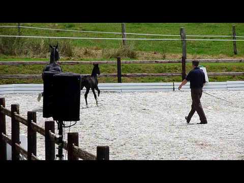 Hengstfohlen Clinton I