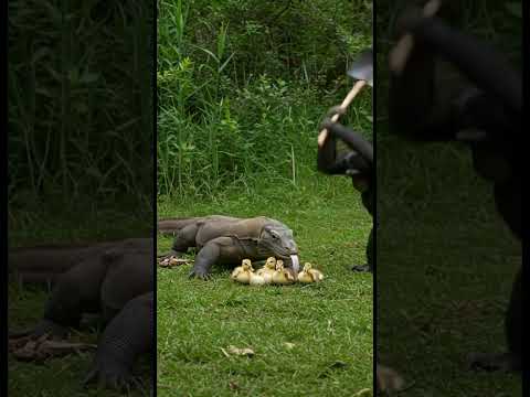 Chimpanzee Shocking Rescue! Komodo Attacks Baby Ducks #shorts