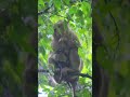 Monkeywild Monkey Wildlife Documentary