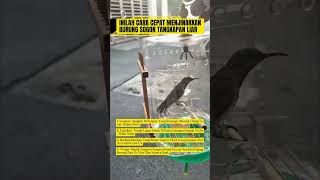 Download lagu cara cepat menjinakkan burung sogok ontong #burung #mangkicauoffecial #kicaumania #birds #masteran mp3 Download lagu cara cepat menjinakkan burung sogok ontong #burung #mangkicauoffecial #kicaumania #birds #masteran mp3