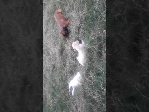 Nawab and Sahiba (2months old) playing; Bruno observing.